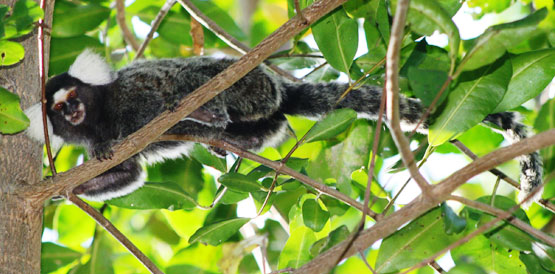 Macaco sagui é capturado com suspeita de raiva no Ceará