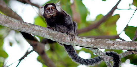 Macaco Sagui - Jaraguá do Sul 