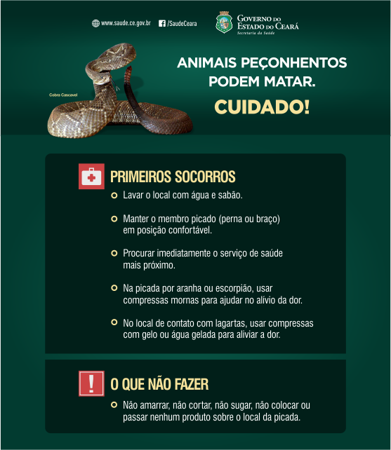 Primeiros socorros para cães e gatos: picada de cobra