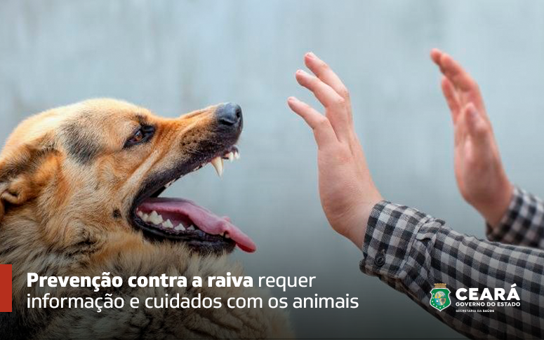 Cachorro d'água: o que é e como se prevenir desse inseto?