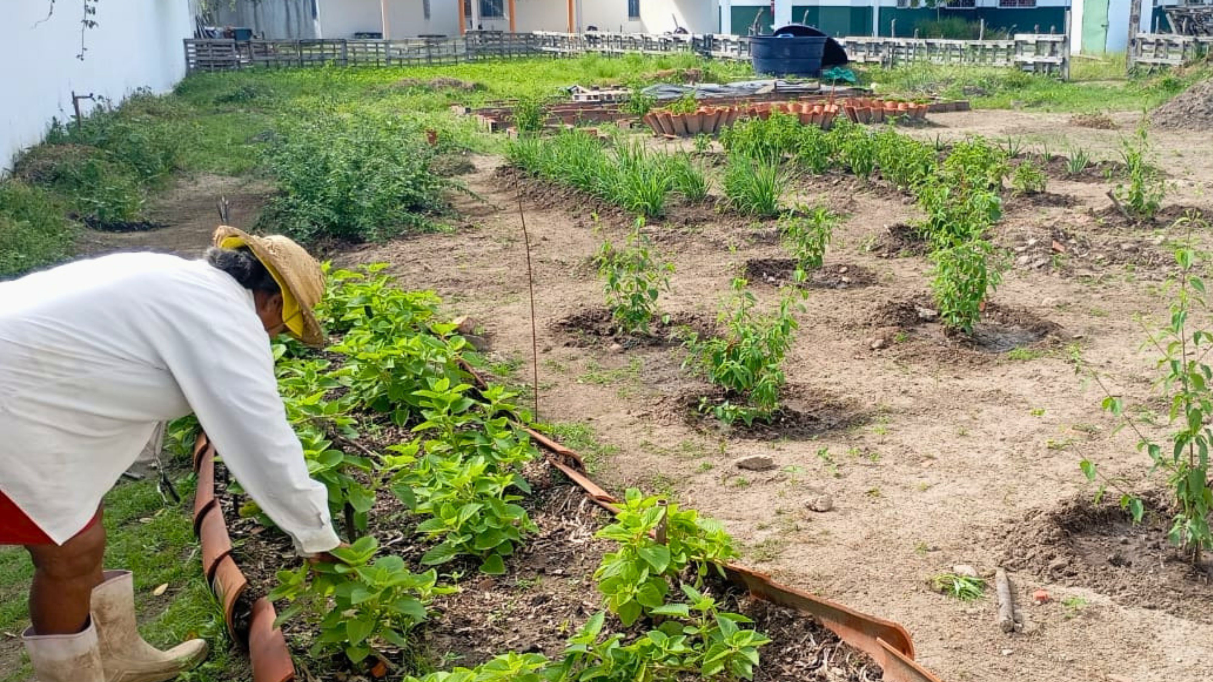 Projeto fortalece produção de fitoterápicos indígenas no SUS no Ceará