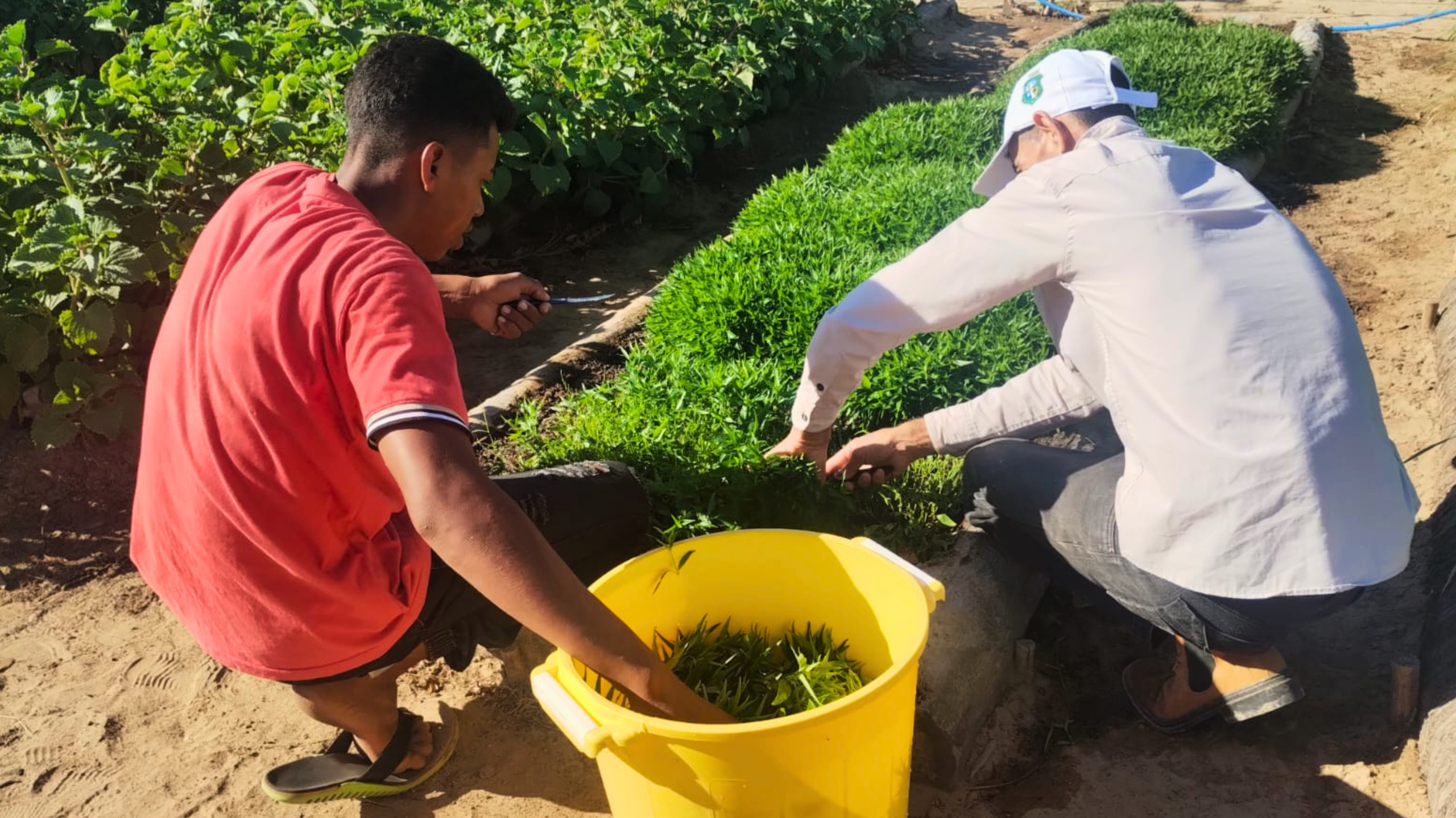 Projeto une saberes indígenas e ciência para ampliar acesso a fitoterápicos no SUS do Ceará